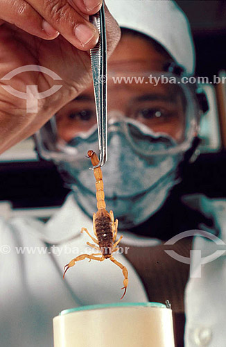  Scientist holding scorpion specimen with tweezers - Brazil 