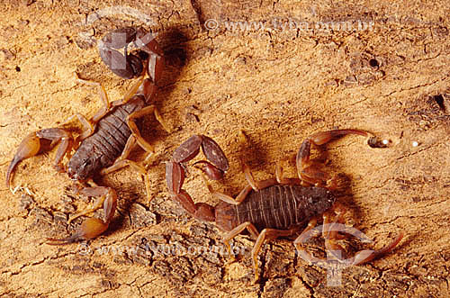  Scorpion species Tityus bahiensis at the Butantan Institute - Sao Paulo city - Sao Paulo state - Brazil 
