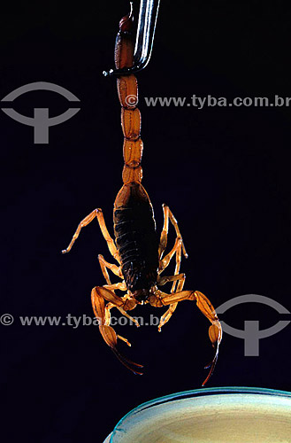  Scientific research using scorpions for vaccine production - Butantan Institute - Sao Paulo state - Brazil - Date: 12-08-1989 