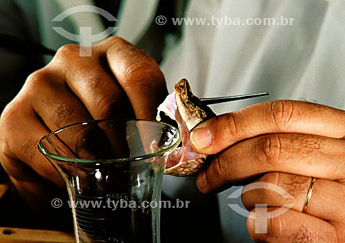  Man extracting snake`s poison - Butantan Institute - Sao Paulo state - Brazil - 08-12-1989 