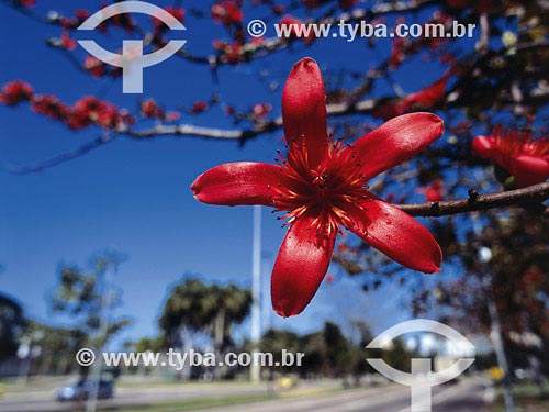  Flower of Red Kapok Tree (Bombax malabaricum) at Aterro do Flamengo neighbourhood - Rio de Janeiro city - Rio de Janeiro state - Brazil 