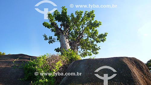  Subject: Small tree growing in stone Date: 26/05/2007 