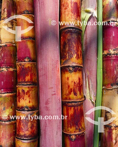  Subject: Sugarcane 