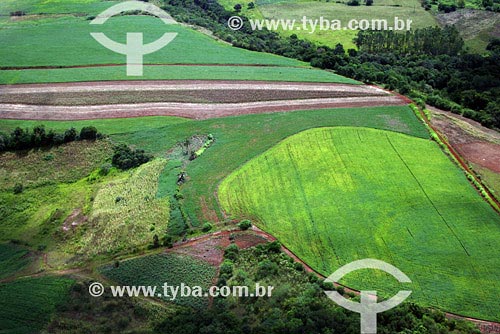  Subject: Agriculture Place: Sao Luiz Gonzaga region - Northwest of Rio Grande do Sul state Date: 03/2008 