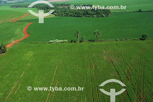  Subject: Aerial view of Soybeans plantation Place: Sao Luiz Gonzaga region - Northwest of Rio Grande do Sul state Date: 03/2008 