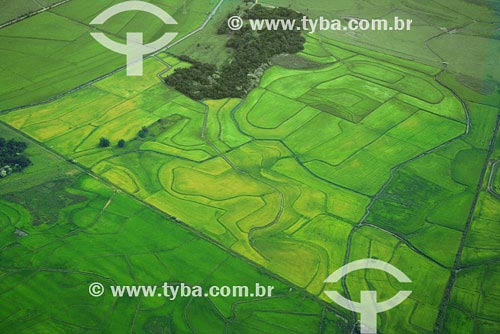  Subject: Aerial view of plantations  Place: Salto do Jacui - Cruz Alta region - Northwest of Rio Grande do Sul state Date: 03/2008 