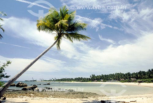  Subject: Coconut tree with diagonal inclination Place: Bahia state Date:  