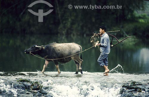  Subject: Man guiding cow through river Place: China 