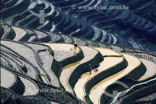  Subject: Rice fields Place: town of Pin-Am - Guanki province - China 