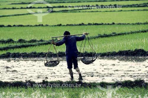  Subject: Laborer at rice plantation Place: China 