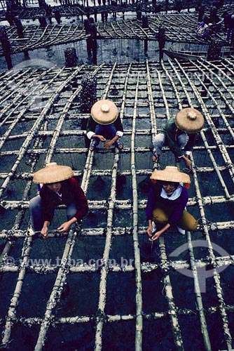  Subject: Oysters harversting Place: China 