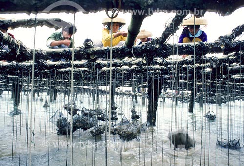  Subject: Oysters harversting Place: China 