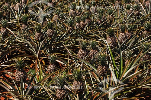  Ananas plantation - Minas Gerais state - March 2008 