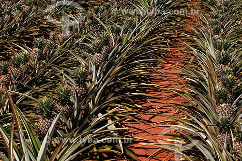  Ananas plantation - Minas Gerais state - March 2008 