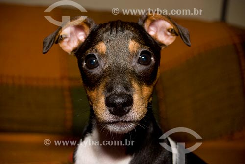  Subject: Dog of Jack Russell Terrier breed 