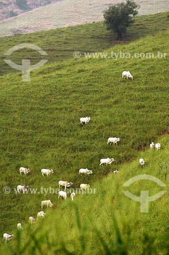  Subject: Rural landscape with cattle at pasture, near Miracema town / Place: Rio de Janeiro state / Date: 06/2008 