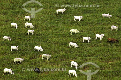  Subject: Rural landscape with cattle at pasture, near Miracema town / Place: Rio de Janeiro state / Date: 06/2008 