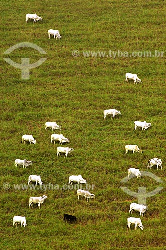  Subject: Rural landscape with cattle at pasture, near Miracema town / Place: Rio de Janeiro state / Date: 06/2008 