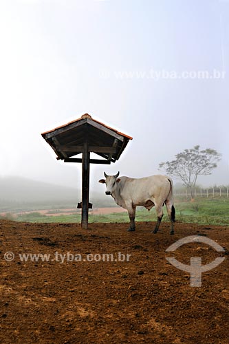 Subject: Cow in pasture, Beira Rio farm near Santo Antonio de Padua / Place: Rio de Janeiro state / Date: 06/2008 