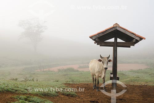  Subject: Cow in pasture, Beira Rio farm near Santo Antonio de Padua / Place: Rio de Janeiro state / Date: 06/2008 
