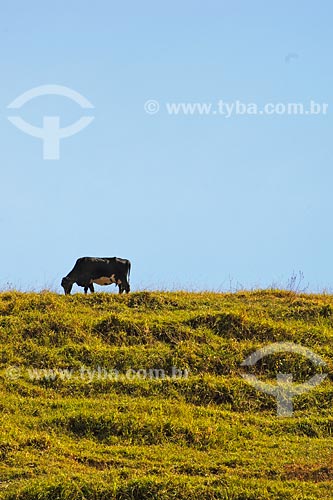  Subject: Rural landscape with cow at pasture, near Alem Paraiba town / Place: Rio de Janeiro state 