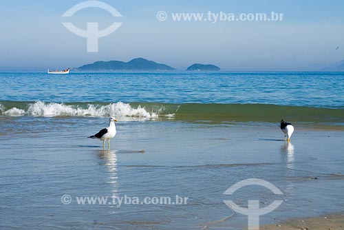  Subject: Sea gulls at South Swamp beach / Place: Florianopolis city - Santa Catarina state / Date: 05/2008 