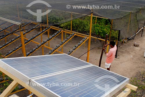  Subject: Pepper hydroponic plantation, solar energy plates, Eco-Engenho institute / Place: Sao Jose da Tapera region - Alagoas state / Date: 11/2007 