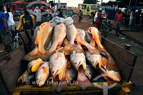  Subject: Fish market / Place: Sao Luis city - Maranhao state / Date: 08/2008 