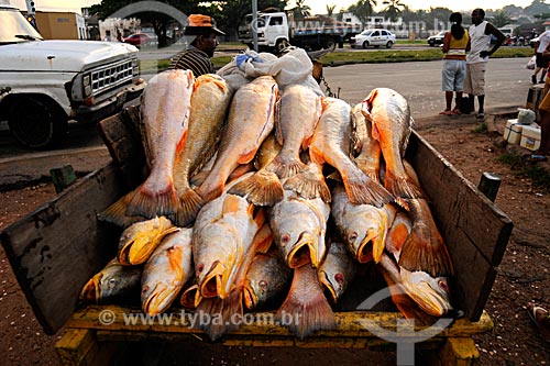  Subject: Fish market / Place: Sao Luis city - Maranhao state / Date: 08/2008 