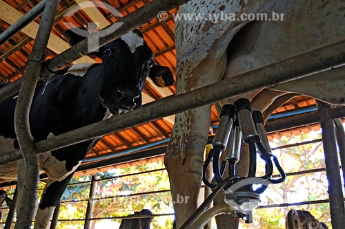  Subject: Milk cows, mechanical milking / Place: Vila Nova dos Martirios municipal district - Maranhao state / Date: 08/2008 
