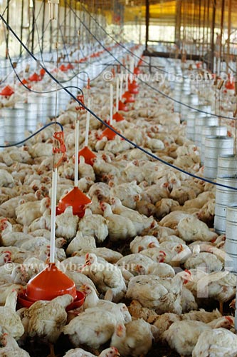  Subject: Battery chickens on chicken farm / Place: Itapecuru-Mirim region - Maranhao state / Date: 08/2008 
