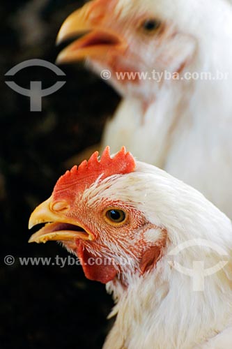  Subject: Battery chickens on chicken farm / Place: Itapecuru-Mirim region - Maranhao state / Date: 08/2008 