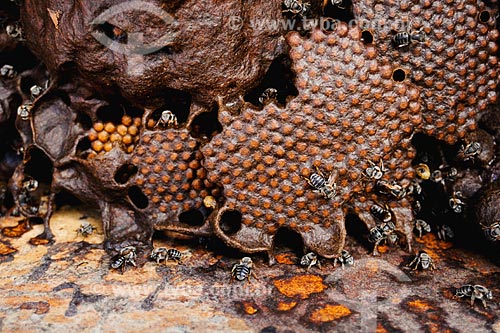  Subject: Beekeeping / Place: Mutum village - Anajatuba region - Maranhao state / Date: 08/2008 