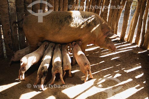  Subject: Pigs / Place: Mutum village - Anajatuba region - Maranhao state / Date: 08/2008 