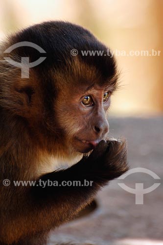  Subject: Capuchin monkey / Place: Parauapebas town - Para state / Date: 08/2008 