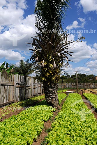  Subject: Green garden / Place: Parauapebas region - Para state / Date: 08/2008 
