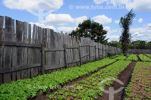  Subject: Green garden / Place: Parauapebas region - Para state / Date: 08/2008 