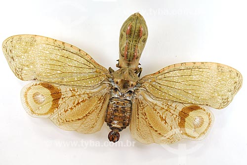  Subject: Moth - Culture House Foundation / Place: Maraba town - Para state / Date: 08/2008 