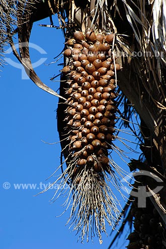  Subject: Babaçu coconuts on tree 