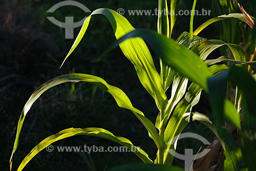  Subject: Maize plant / Place: Anajatuba region - Maranhao state / Date: 08/2008 