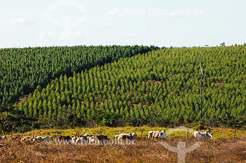  Subject: Cattle with pinus forest on the background / Place: Bom Jesus das Selvas region - Maranhao state / Date: 08/2008 