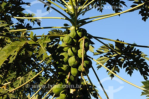  Subject: Papaya tree / Place: Bom Jesus do Tocantins town - Para state / Date: 08/2008 