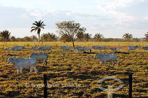  Subject: Cattle on pasture / Place: Bom Jesus do Tocantins town - Para state / Date: 08/2008 