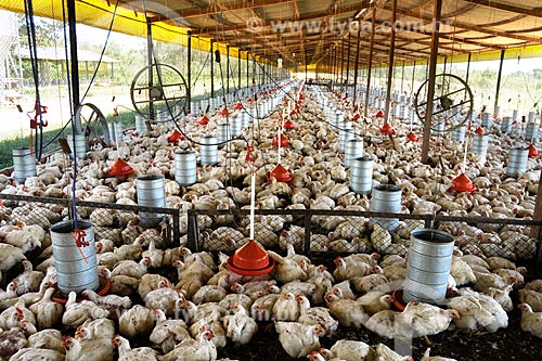  Subject: Chicken farm / Place: Itapecuru-mirim - Maranhao state / Date: 08/2008 