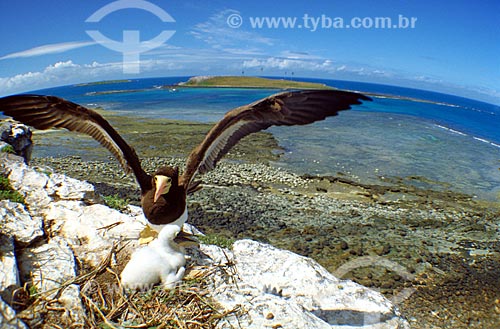  Subject: Brown Booby with nestling / Place: Marine National Park of Abrolhos - Bahia state / Date: 2008 
