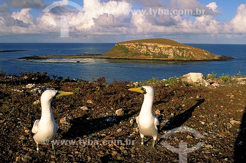  Subject: Masked Booby (Sula dactylatra) / Place: Marine National Park of Abrolhos - Bahia state / Date: 2008 