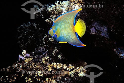  Subject: Queen Angelfish (Holacanthus ciliaris) / Place: Marine National Park of Abrolhos - Bahia state / Date: 2008 