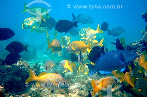  Subject: Fishes underwater / Place: Marine National Park of Abrolhos - Bahia state / Date: 2008 