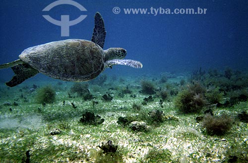  Subject: Green sea turtle / Place: Marine National Park of Abrolhos - Bahia state / Date: 2008 
