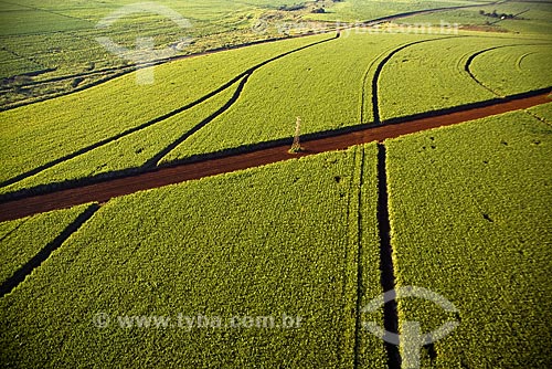 Subject: Sugarcane plantation near Ribeirao Preto. Distribution and transmission of energy. Transmission towers in rural area. Electricity towers. / Place: Sao Paulo State, Brazil 